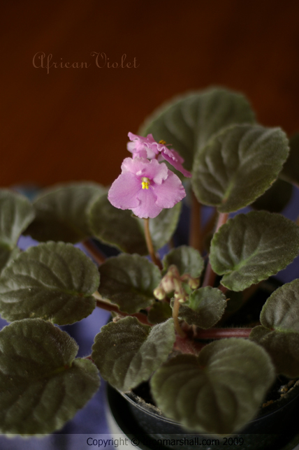 African Violet in Pink