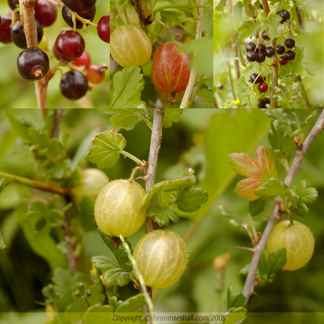 Blackcurrants and Gooseberries