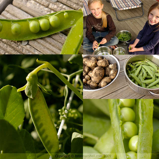 Peas - Pods - Potatoes - People Pea Pickers Podding!