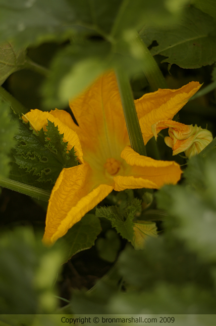 Zucchini Blossom